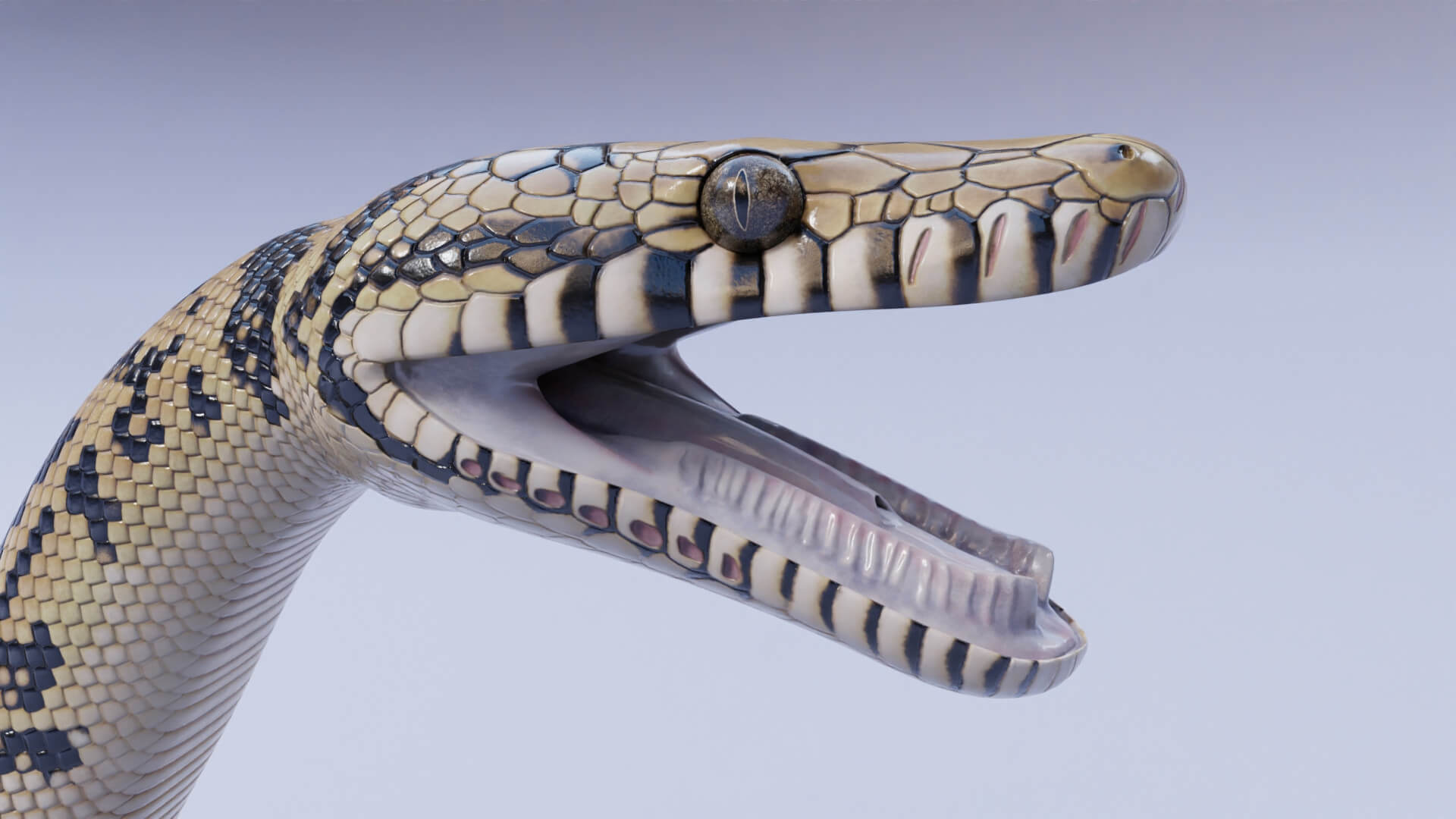Animated Scrub Python - 3D Model by Dibia Digital