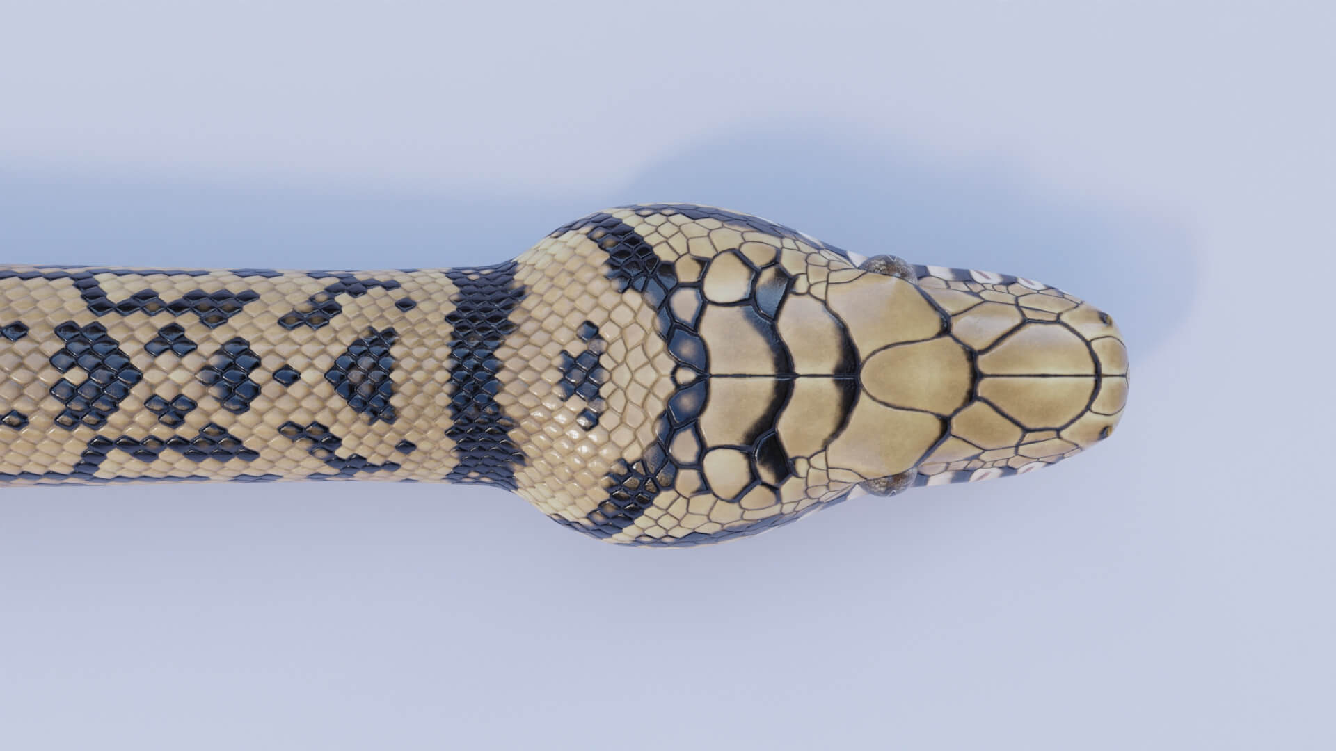 Animated Scrub Python - 3D Model by Dibia Digital