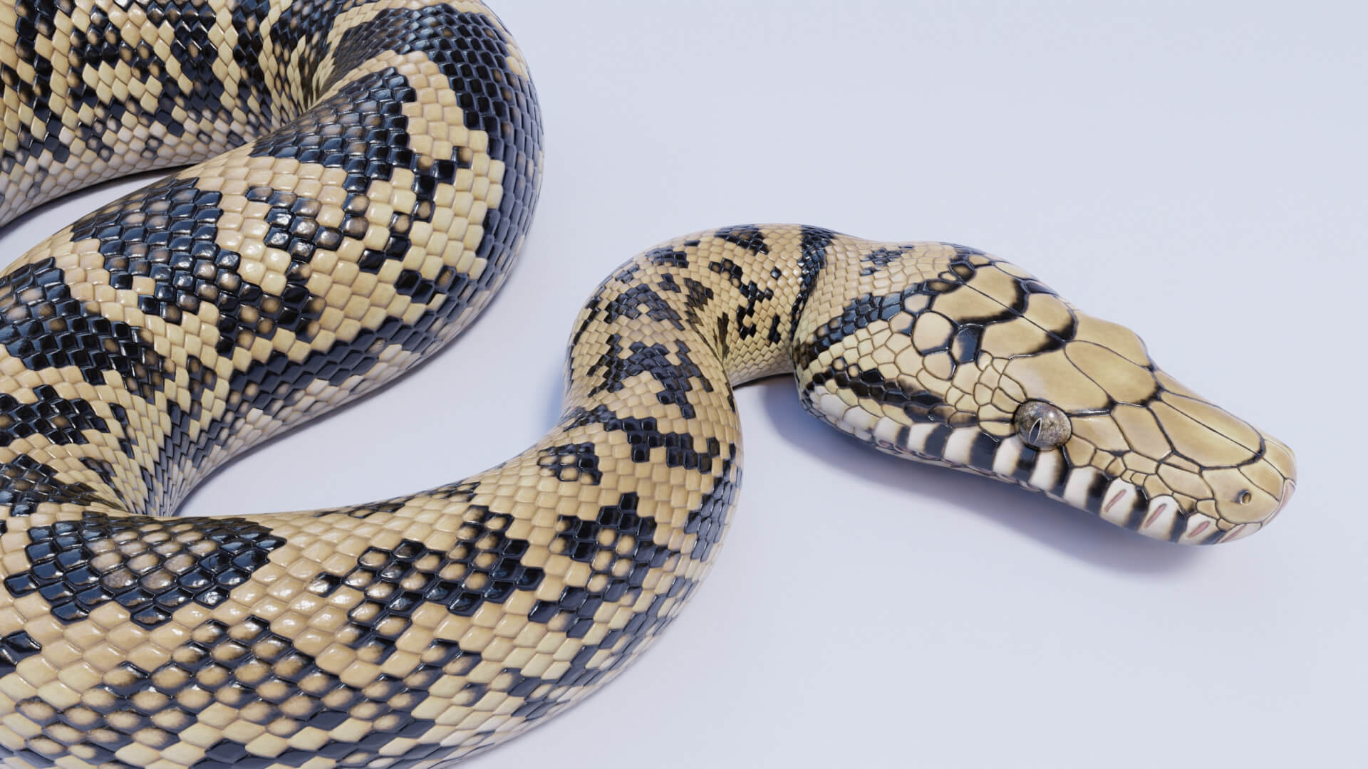 Animated Scrub Python - 3D Model by Dibia Digital