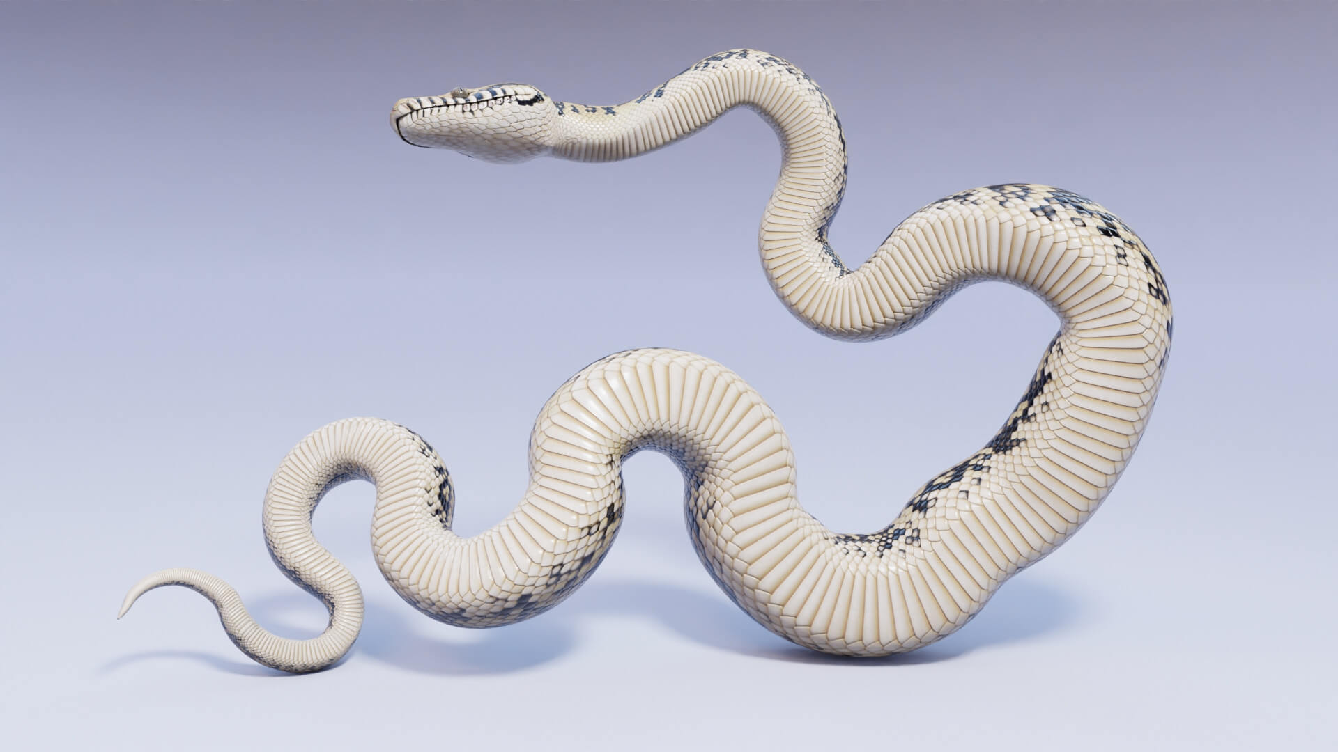 Animated Scrub Python - 3D Model by Dibia Digital