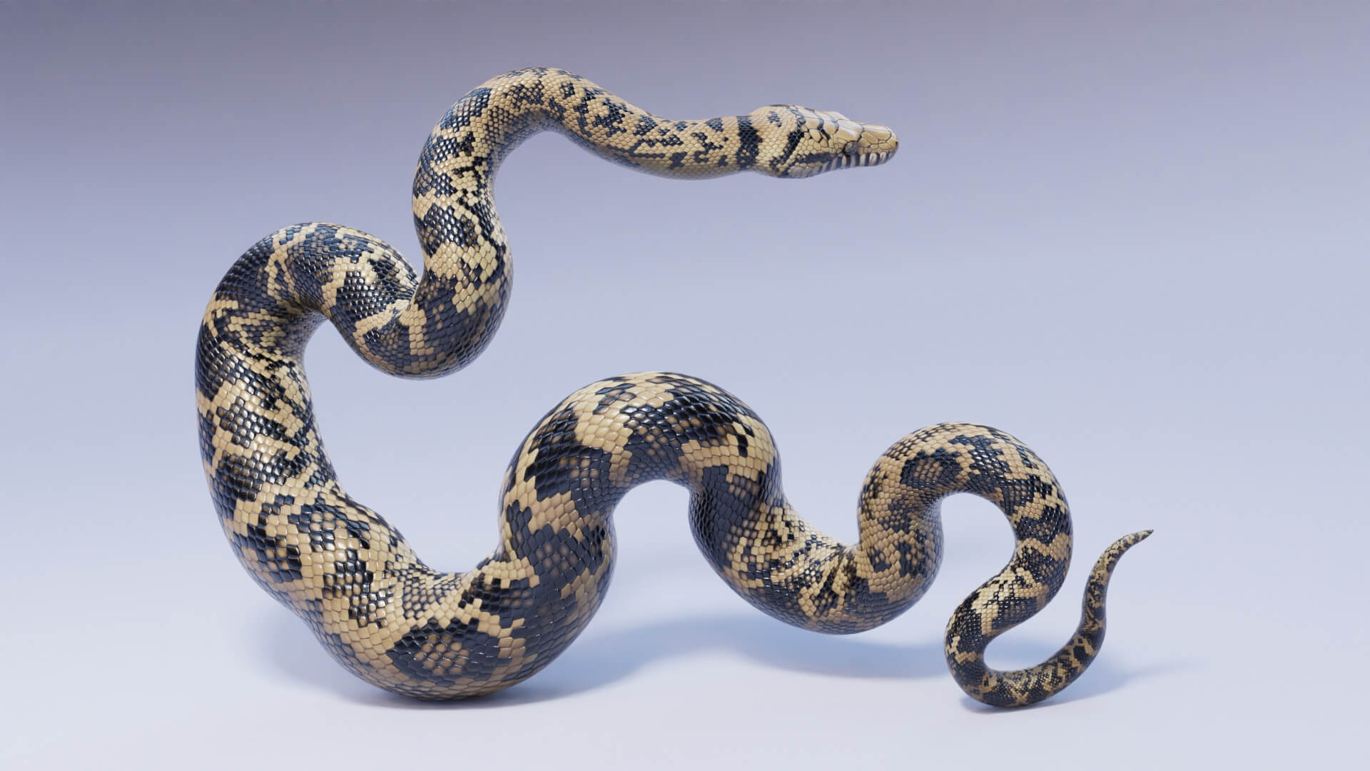Animated Scrub Python - 3D Model by Dibia Digital