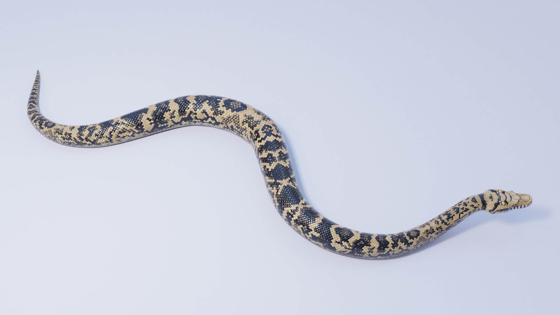 Animated Scrub Python - 3D Model by Dibia Digital