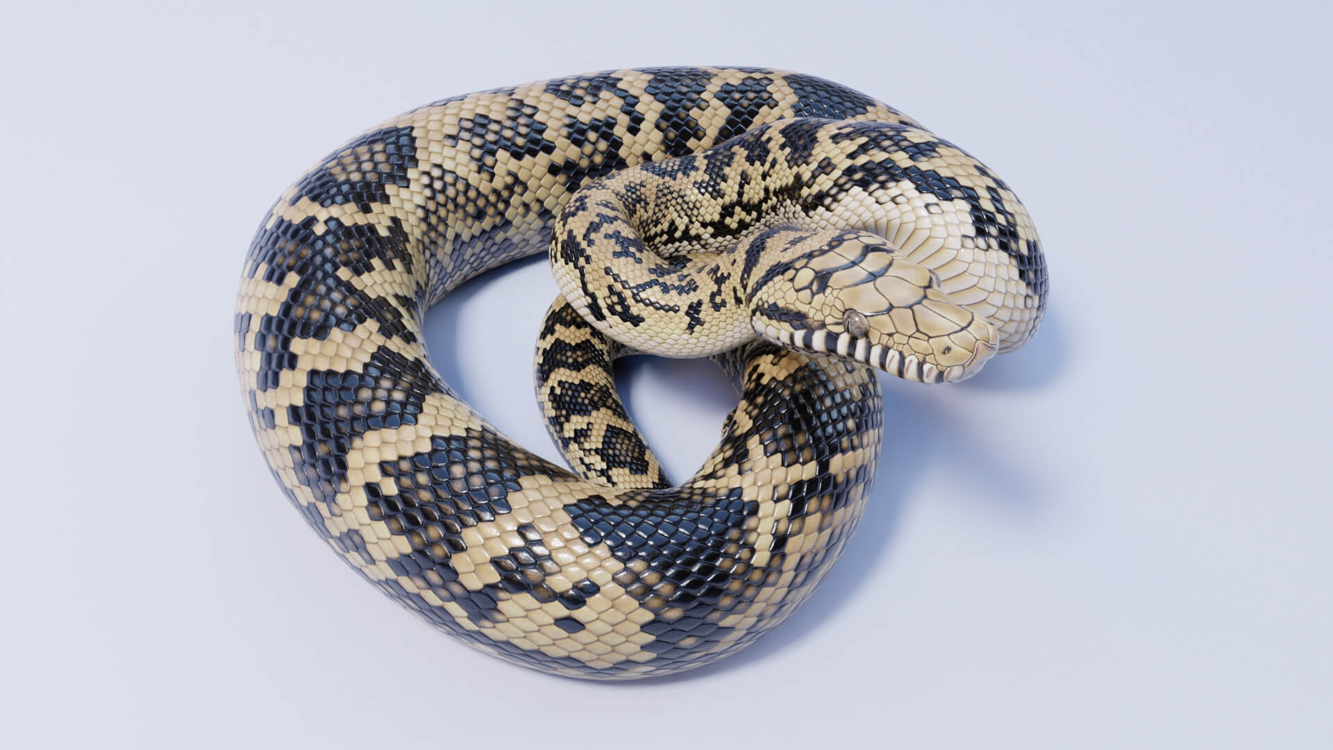 Animated Scrub Python - 3D Model by Dibia Digital