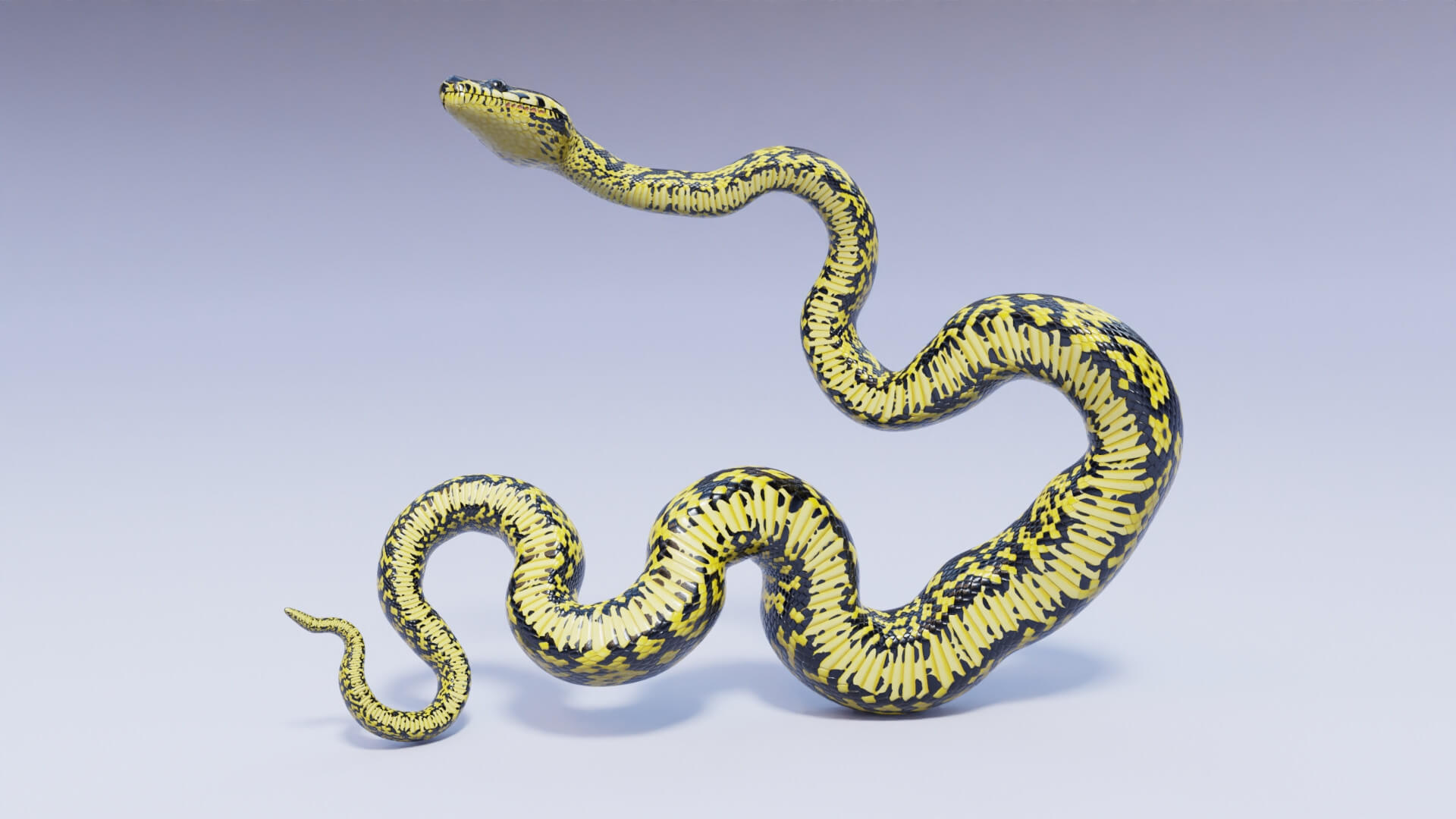 Animated Zebra Jungle Carpet Python - 3D Model by Dibia Digital