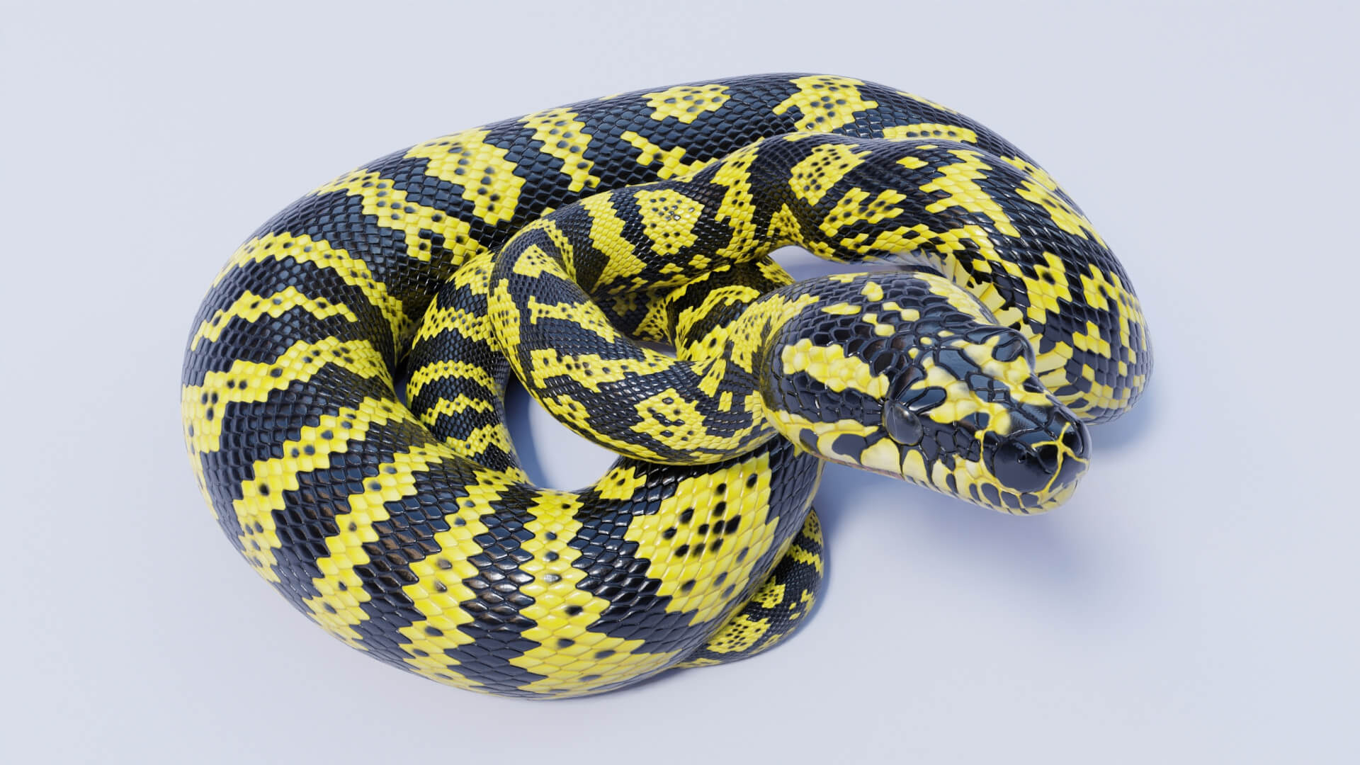 Animated Zebra Jungle Carpet Python - 3D Model by Dibia Digital