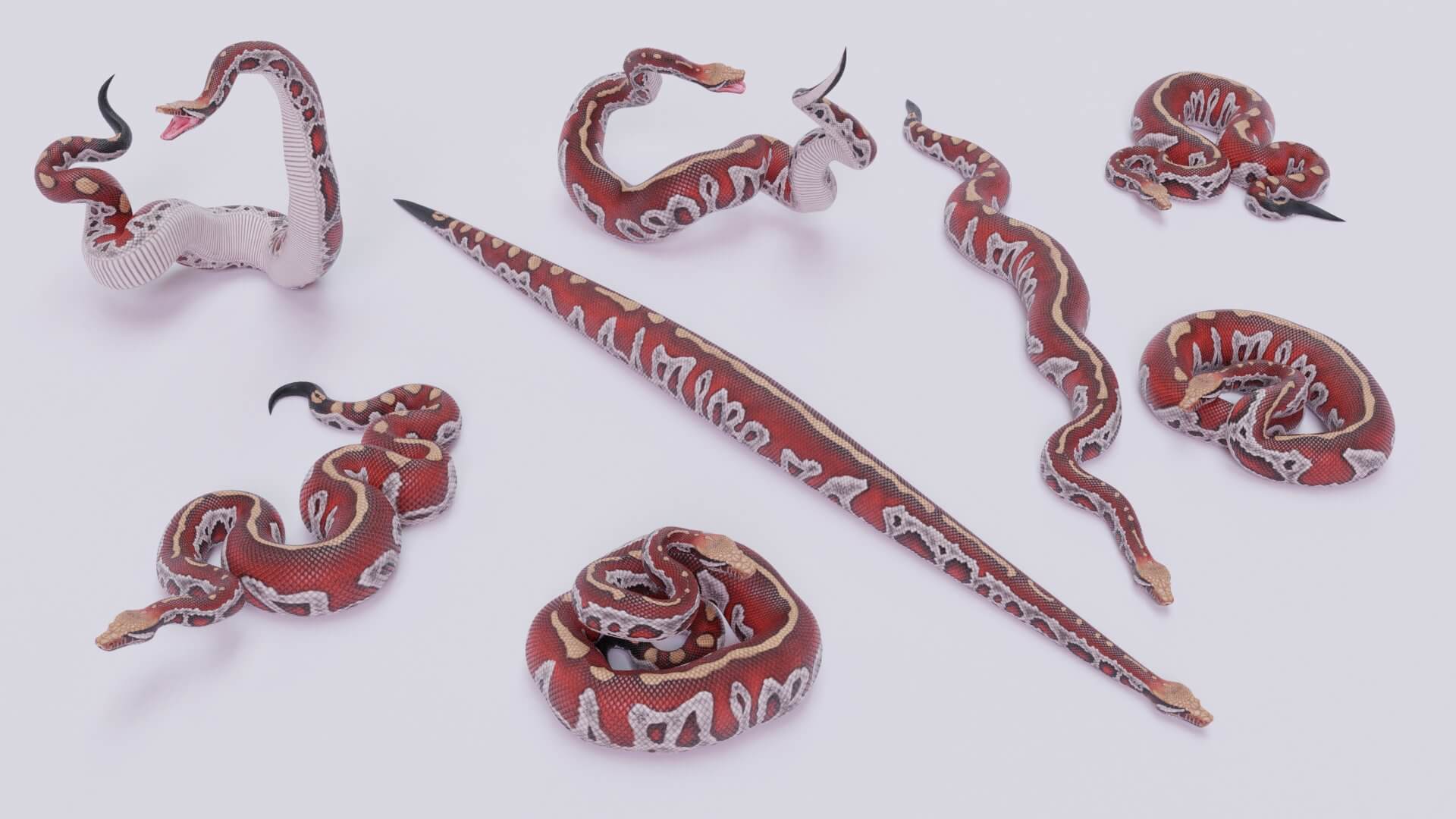 Blood Python Bundle - 3D Model by Dibia Digital