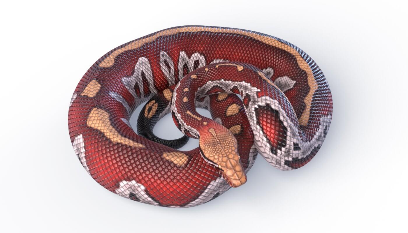 Blood Python Bundle - 3D Model by Dibia Digital