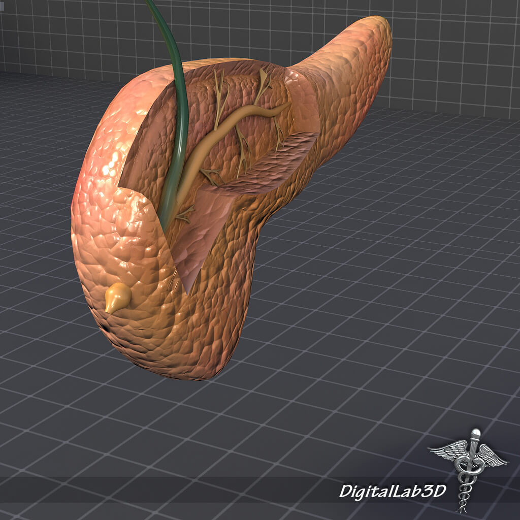 Pancreas Anatomy 2 3d Model