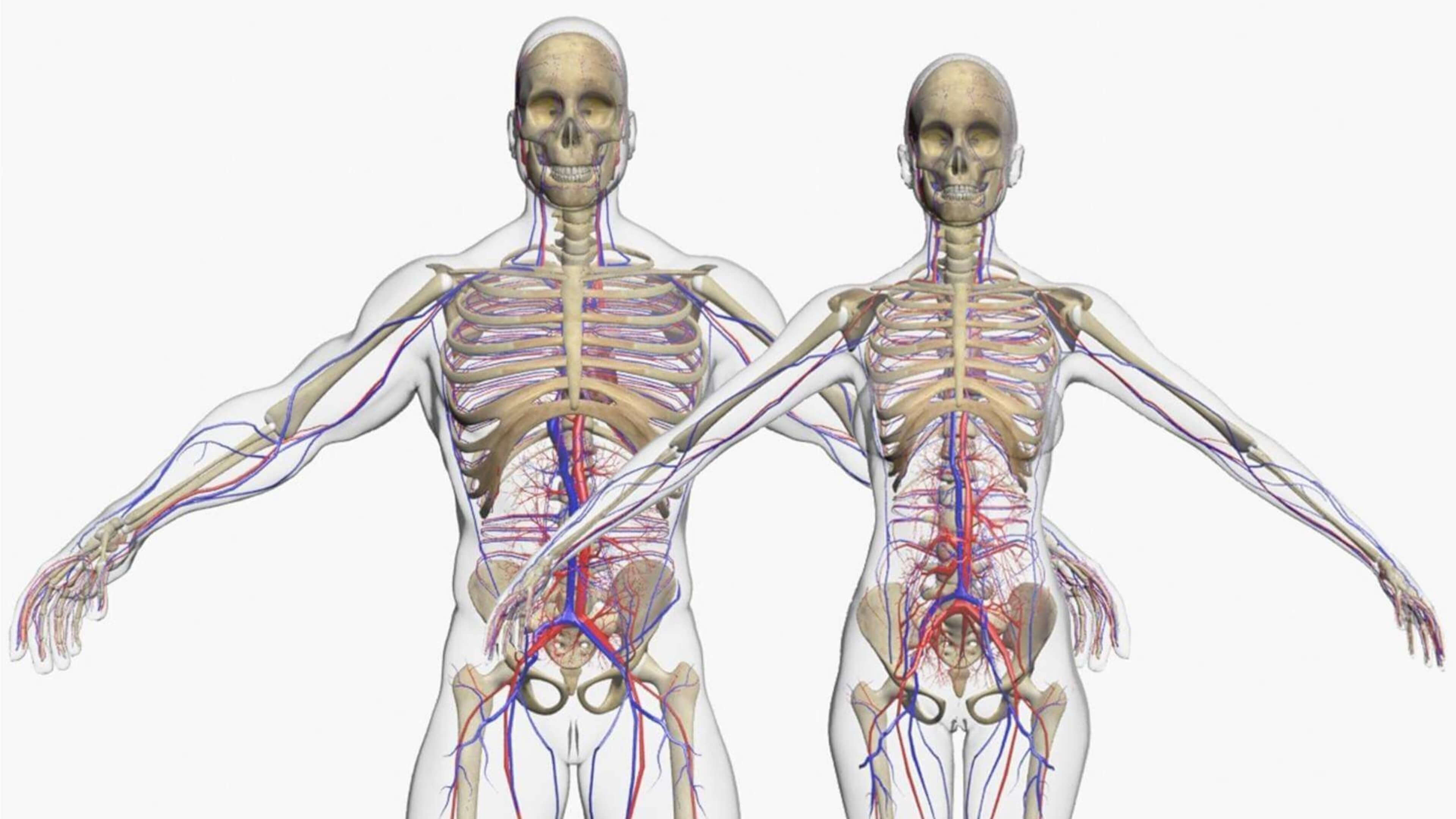 Download Detailed Anatomical 3D Models for Your Projects