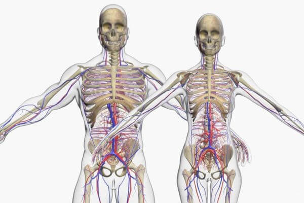 Human Anatomy 3D Models