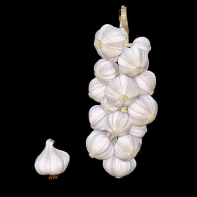 Garlic and Hanging Garlic