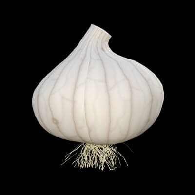 Red or White Onion
