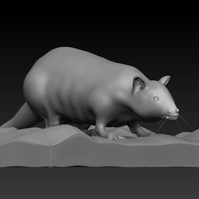 Rat