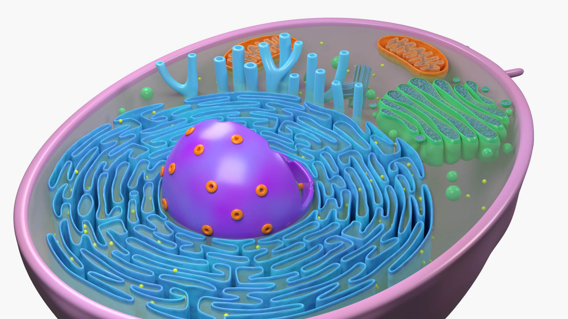 Animal Cell Structure 3D Model by esfey