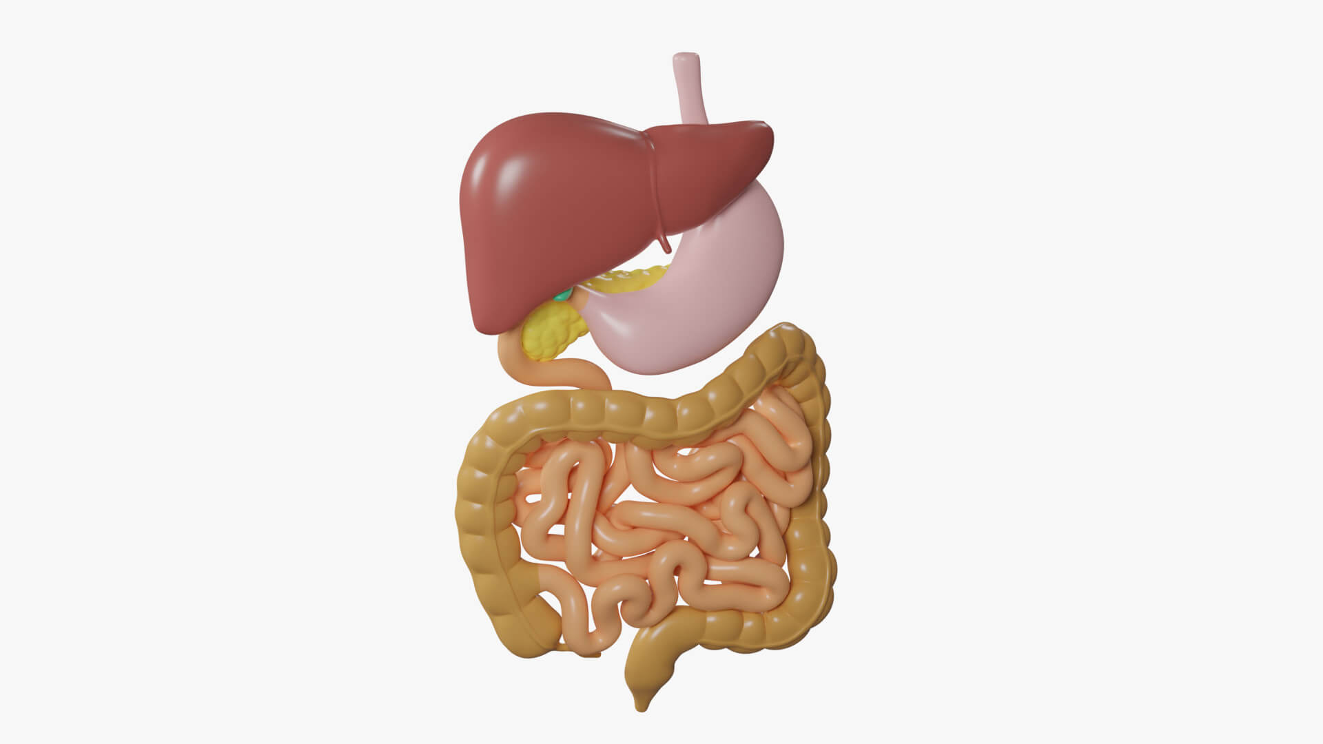 Human Digestive System Cartoon Color 3D Model By Esfey