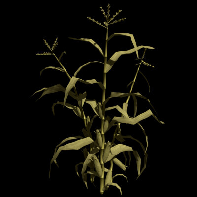 The Corn Stalk by ethin