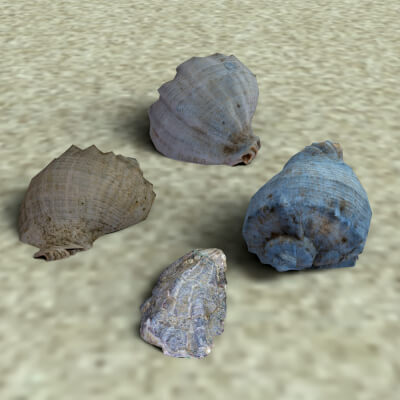 E3D Seashells
