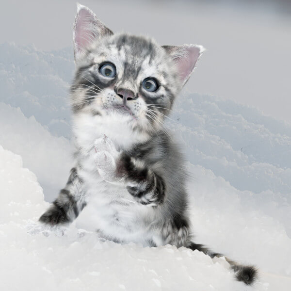 Please Take Me Inside