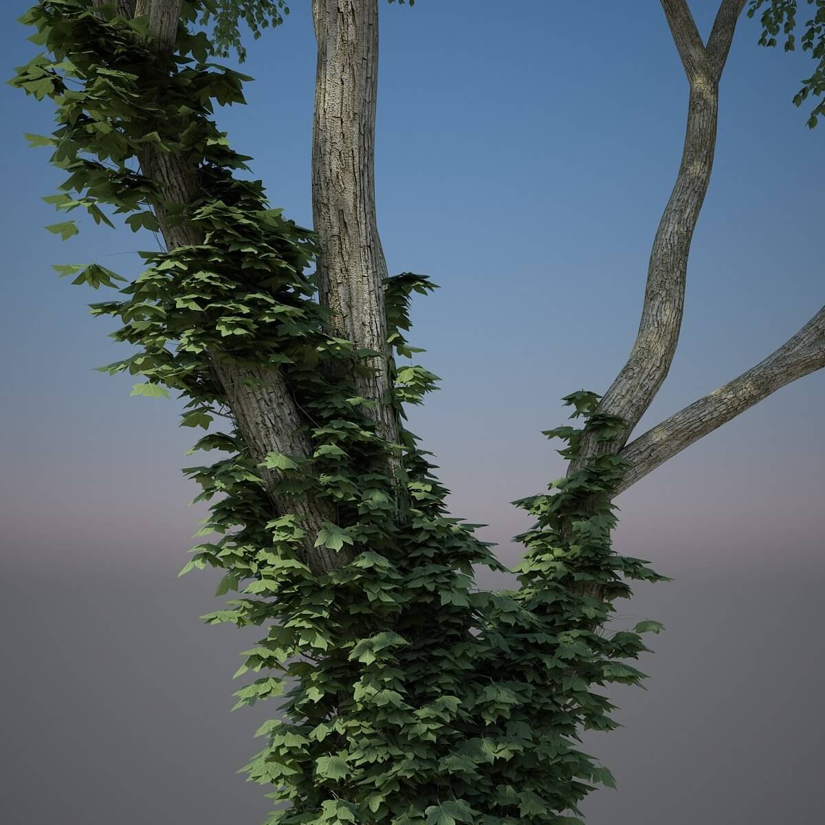 Tree Creeper 3D Model by ferhatkose19