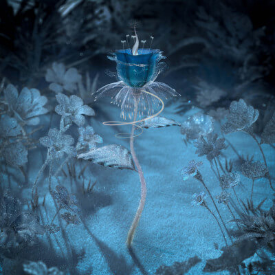 Winter Flower