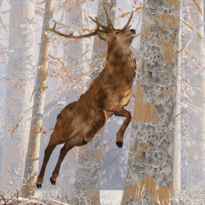 Deer Hop