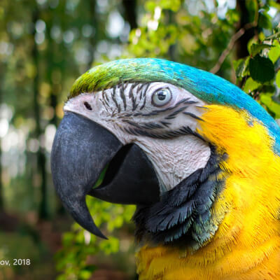 Macaw