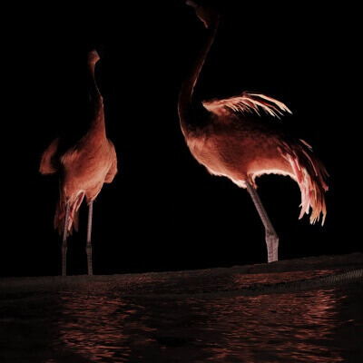 In a serene coastal paradise two flamingos stand on the san