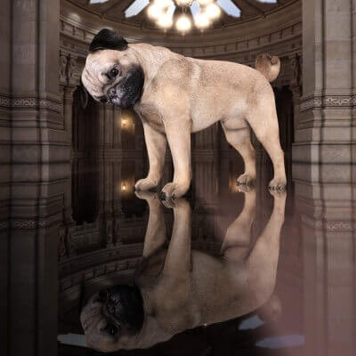 I am a pinnacle of dogs