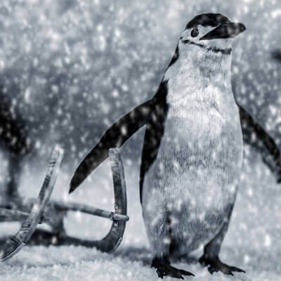 Enjoy the snow