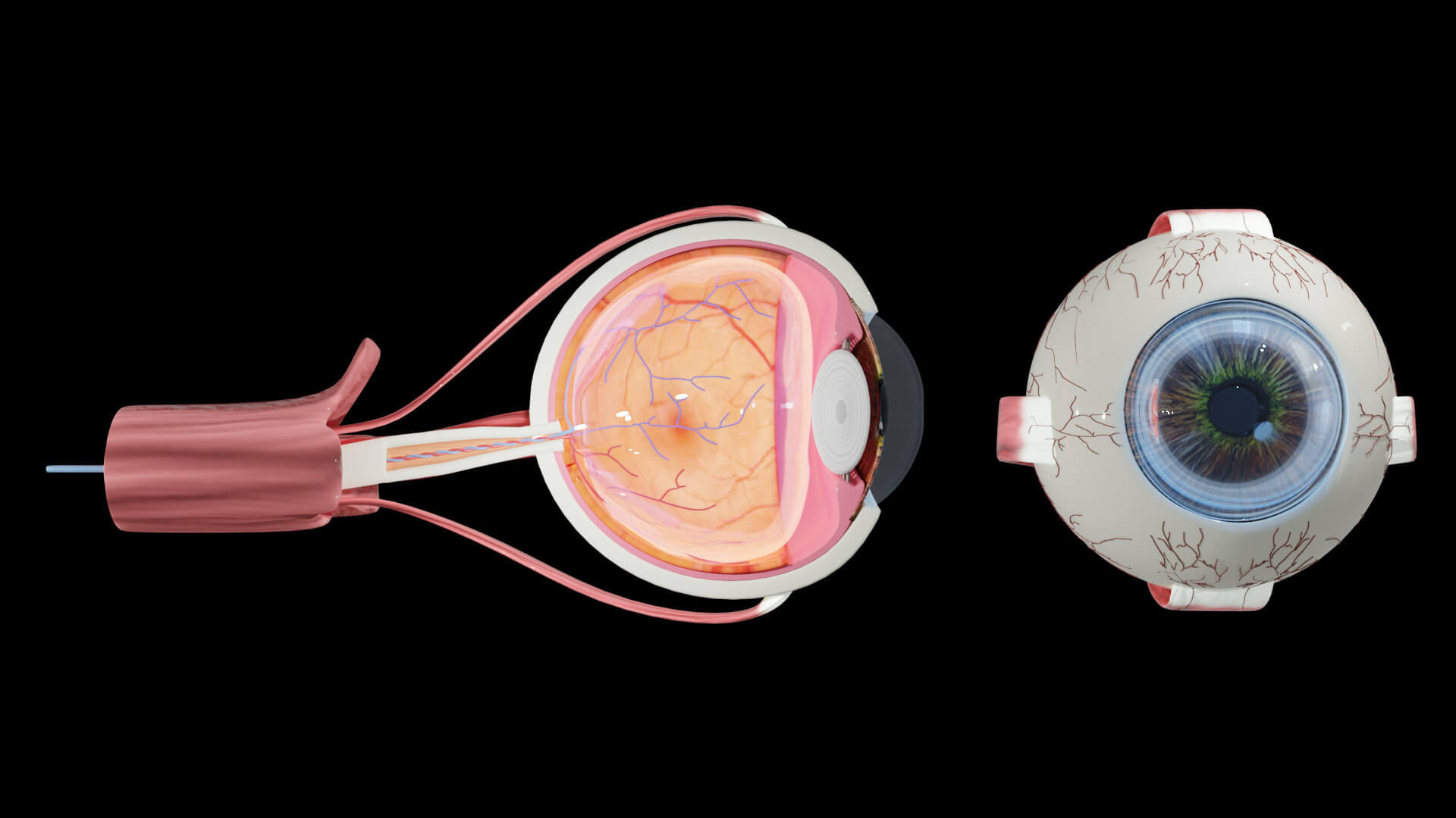 Eye Anatomy 3D Model by francob19