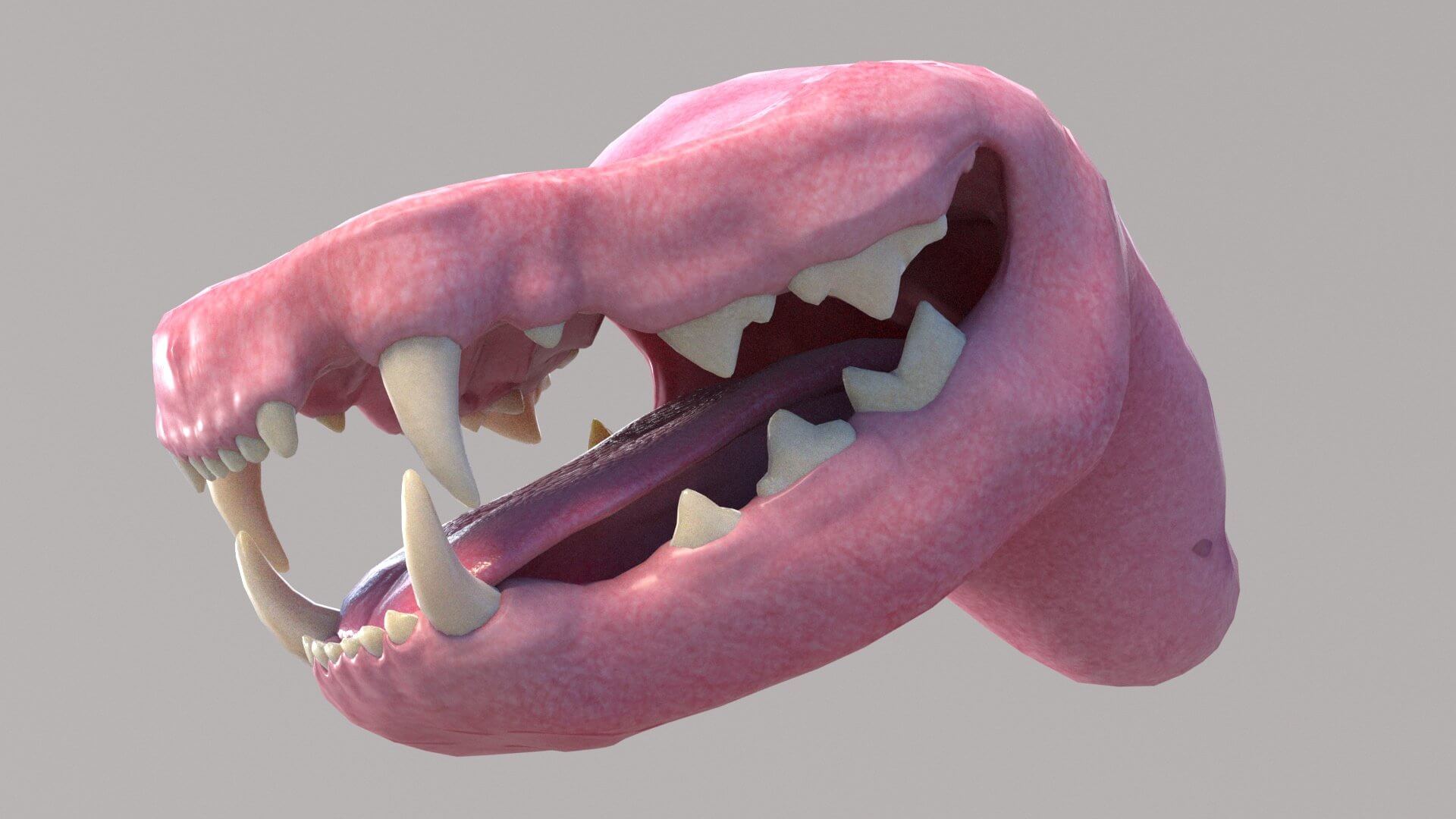 Cat Mouth 3D Model
