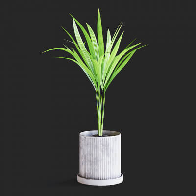 Areca Palm I - 3D Model by fusemesh