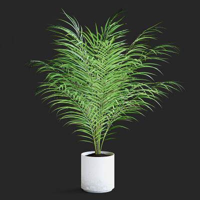 Areca Palm II - 3D Model by fusemesh