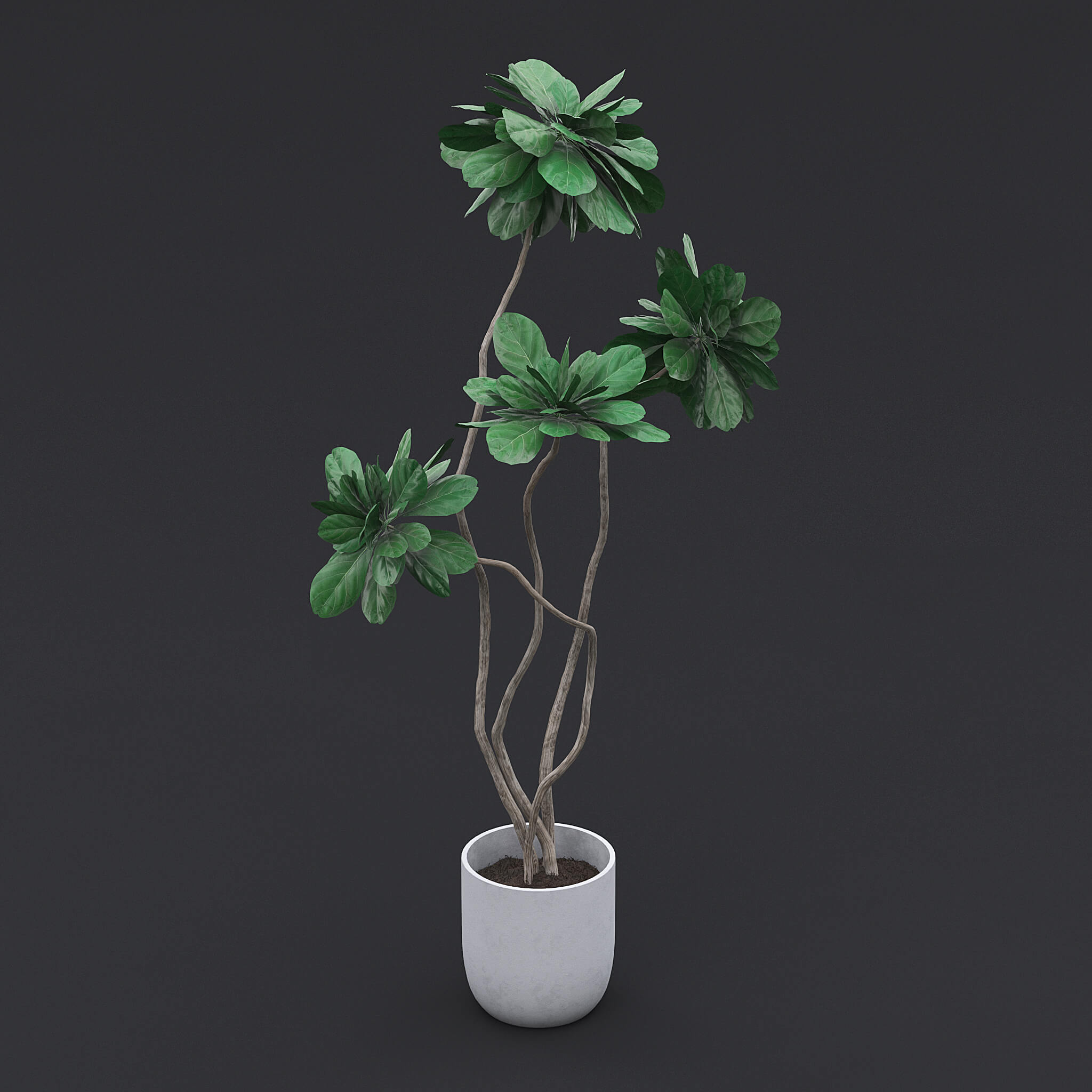 Fiddle Fig Tree II - 3D Model by fusemesh