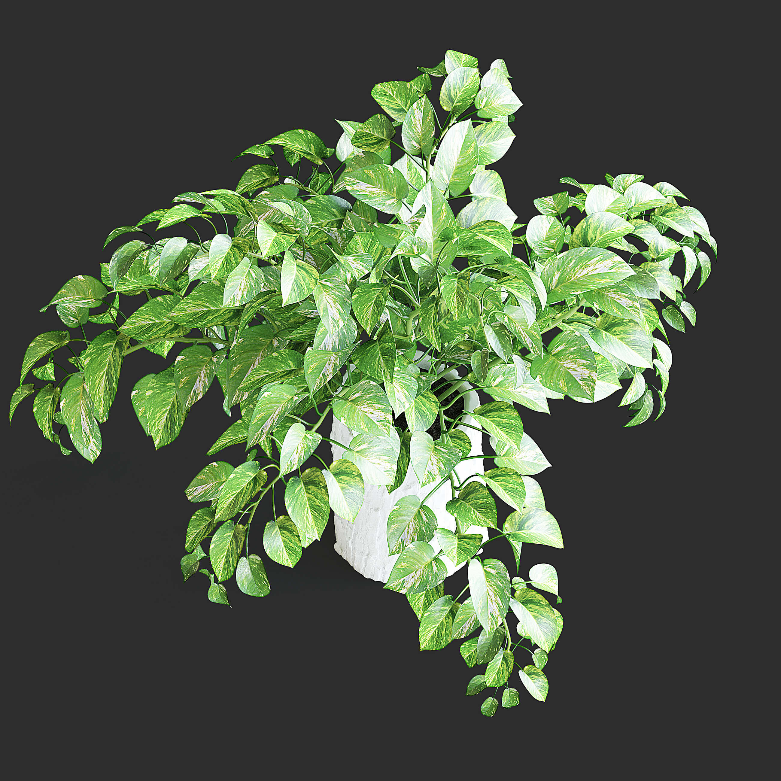 Pothos Plant - 3D Model by fusemesh
