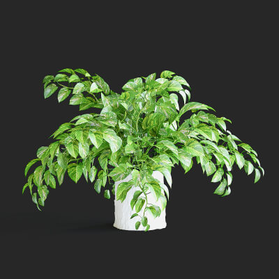 Pothos Plant 3D Model by fusemesh