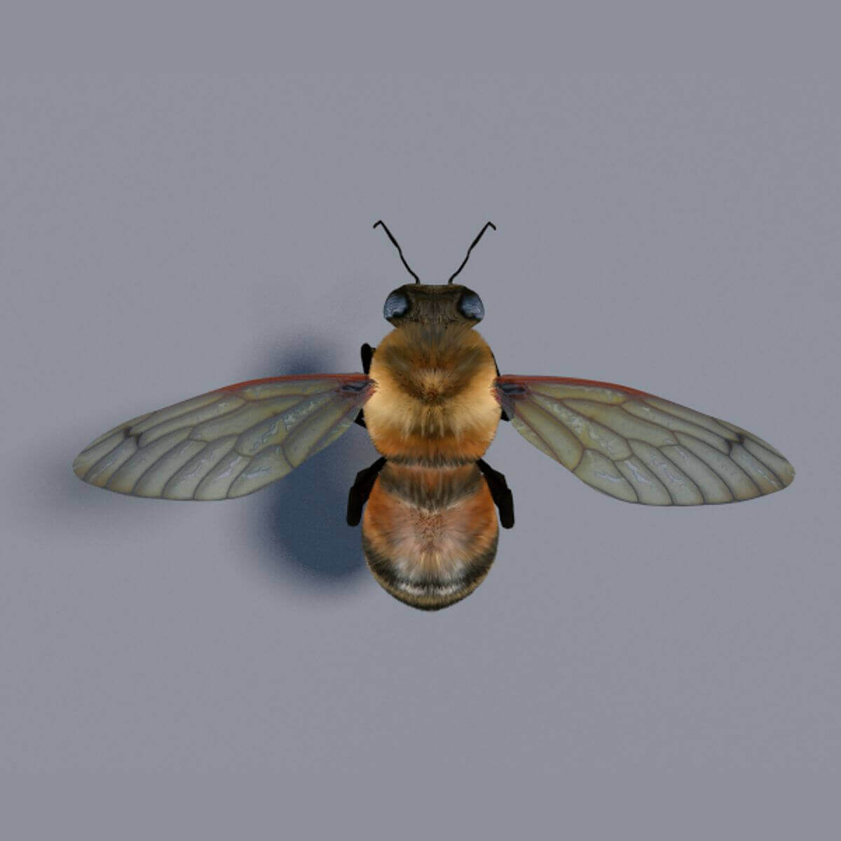 Insects Pack - 3D Model by GabrielCasamasso