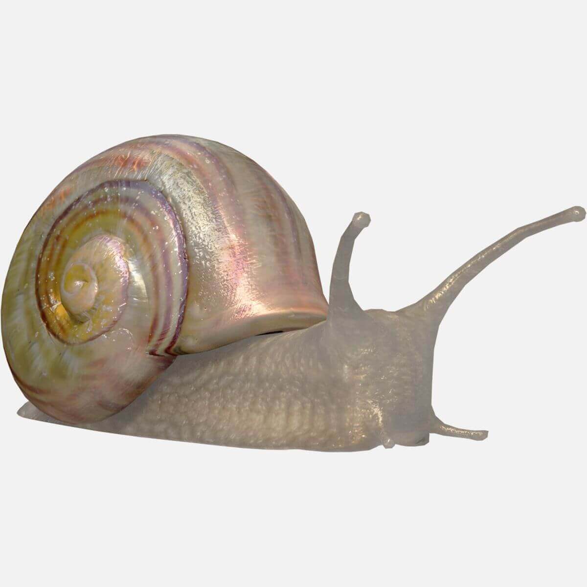 Snail (Helix Aspersa) 3D Model by GabrielCasamasso