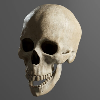 Human Skull Realistic