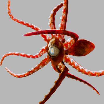 Red Alien Squid Maya Rig