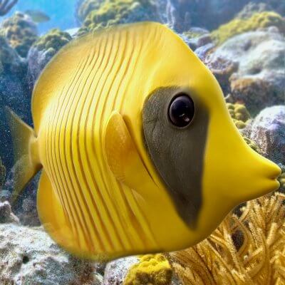 Yellow Butterfly Fish