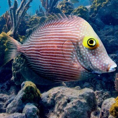 Yellow Eye Tang