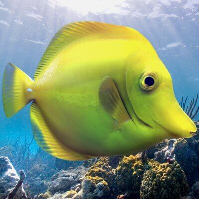 Yellow Tang Tropical Fish