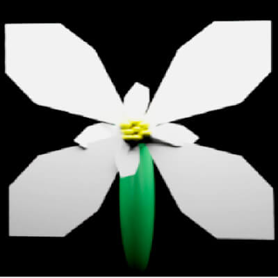Edelweiss Flower