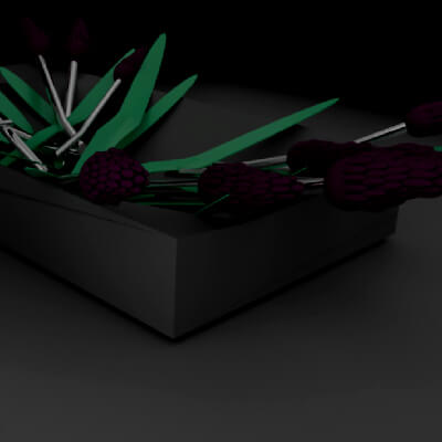 Lavender in Box