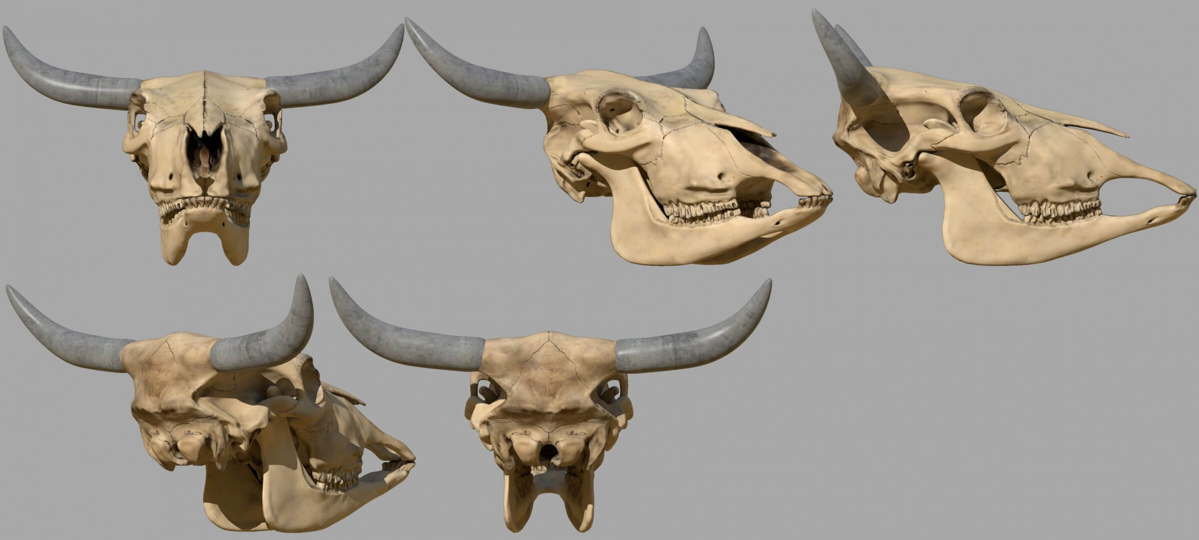 Cattle Skull 3D Model by Gespenst