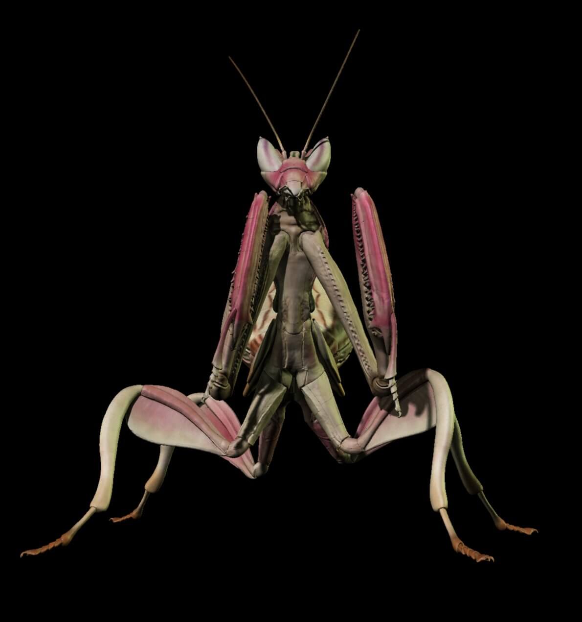 Orchid Mantis 3D Model