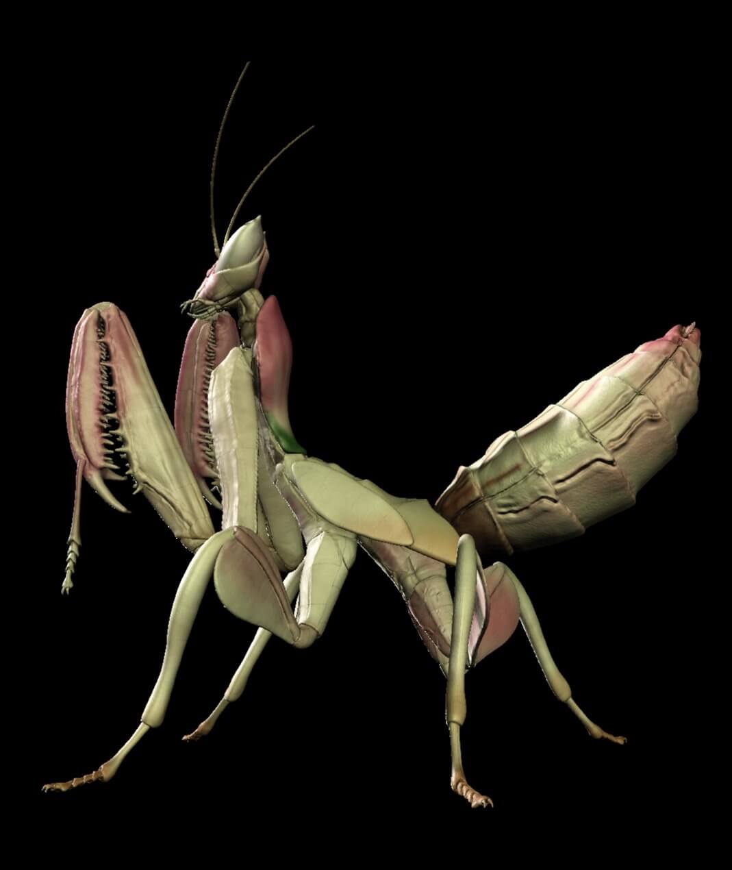 Orchid Mantis 3D Model
