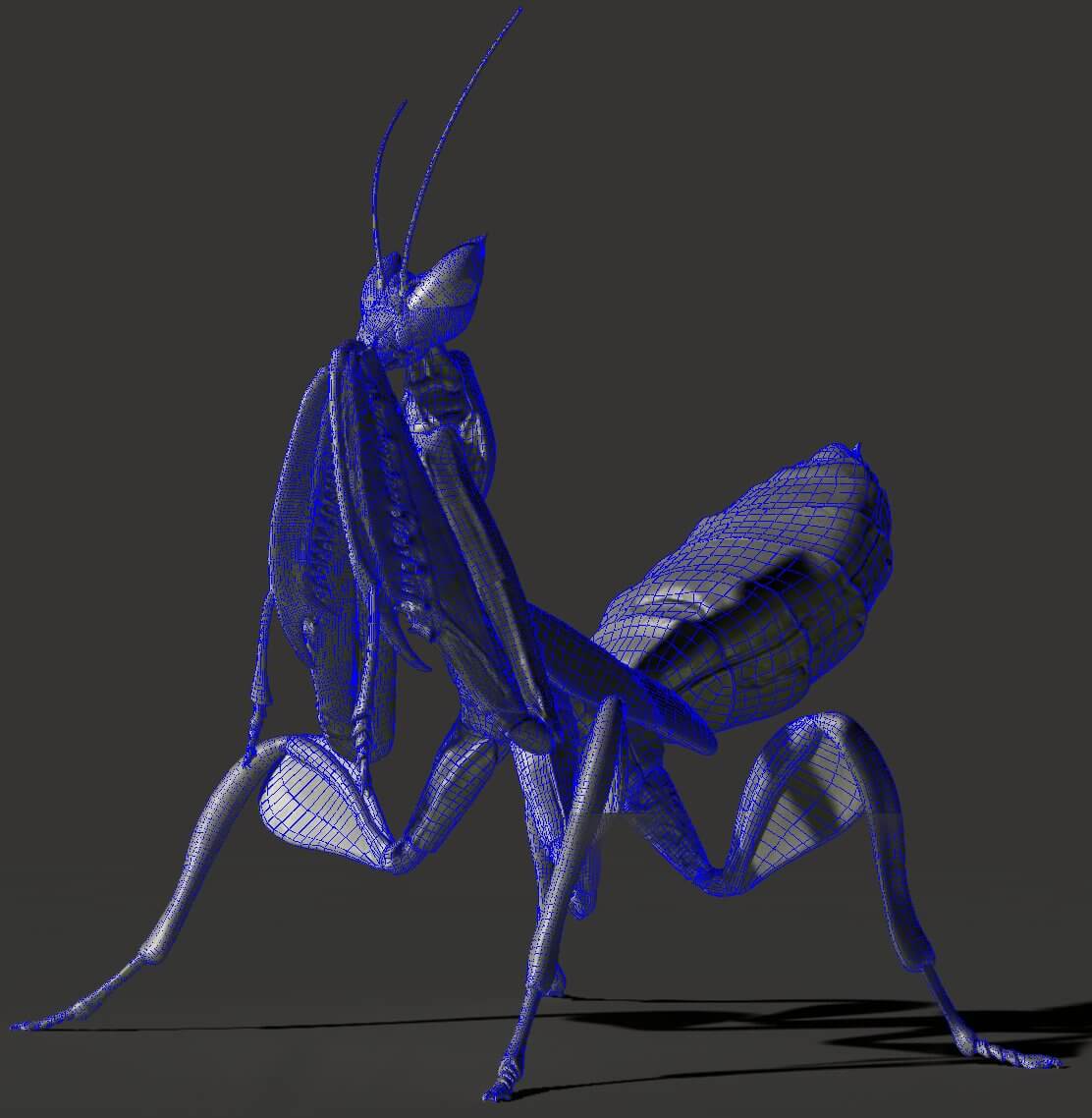 Orchid Mantis 3D Model