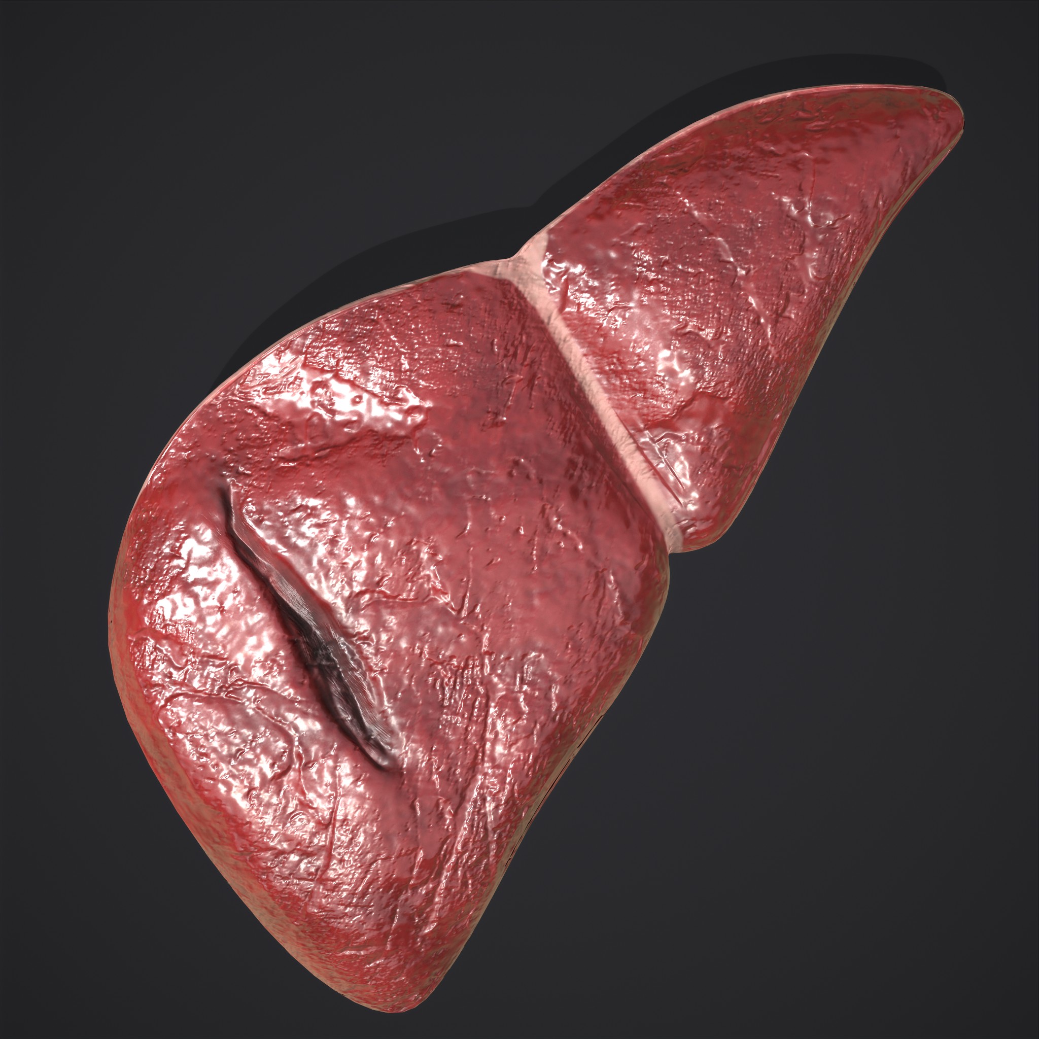 Human Liver Models - 3D Model by Get Dead Entertainment